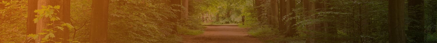 Walkway in a green spring beech forest in Leuven, Belgium. Beautiful natural tunnel. Atmospheric landscape. Eco tourism, travel destinations, environmental conservation, pure nature