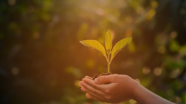 hand children holding young plant with sunlight on green nature background. concept eco earth day